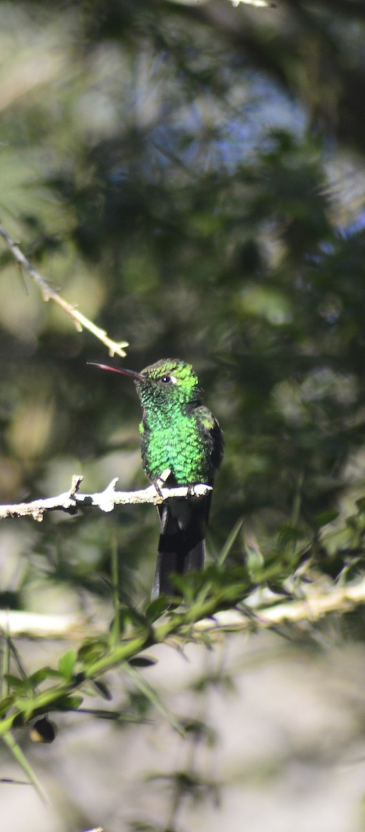 Cuban Emerald - ML646529622