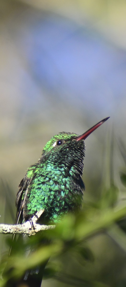 Cuban Emerald - ML646529623