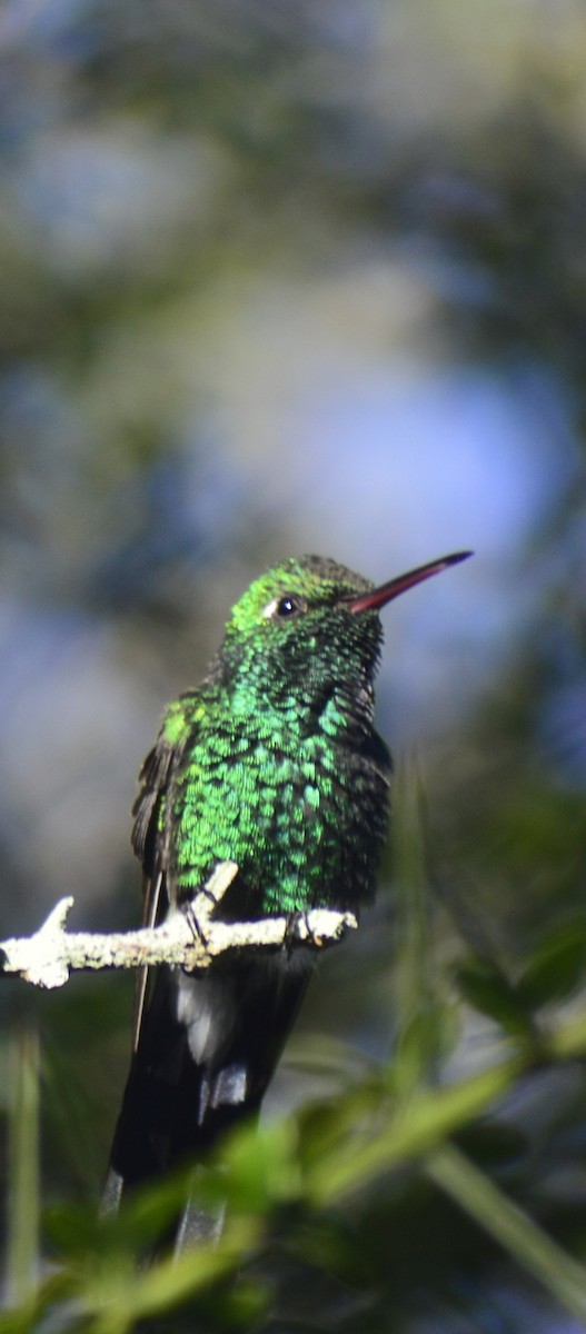 Cuban Emerald - ML646529624
