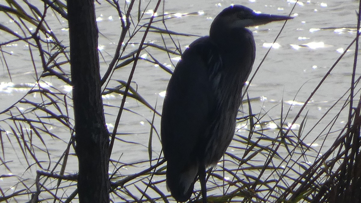 volavka velká - ML646529630