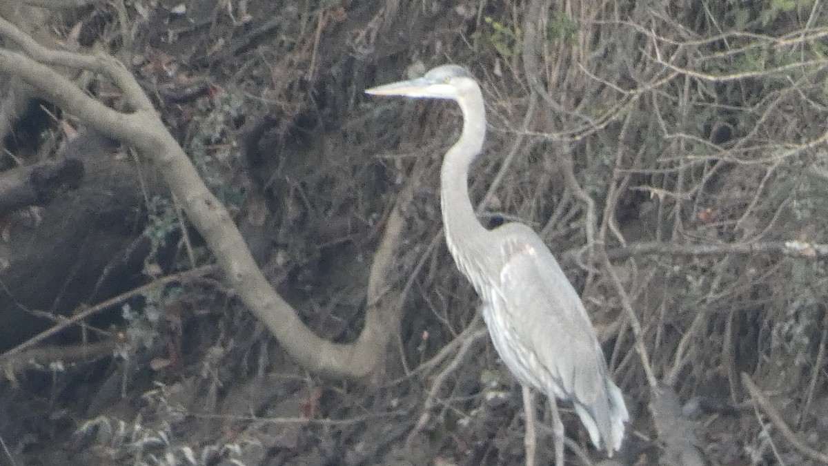 volavka velká - ML646529631