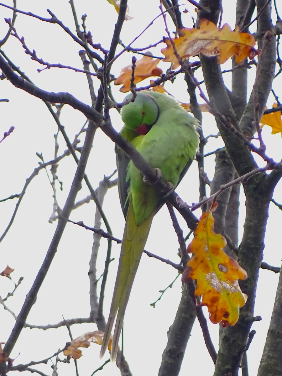 Rose-ringed Parakeet - ML646529638