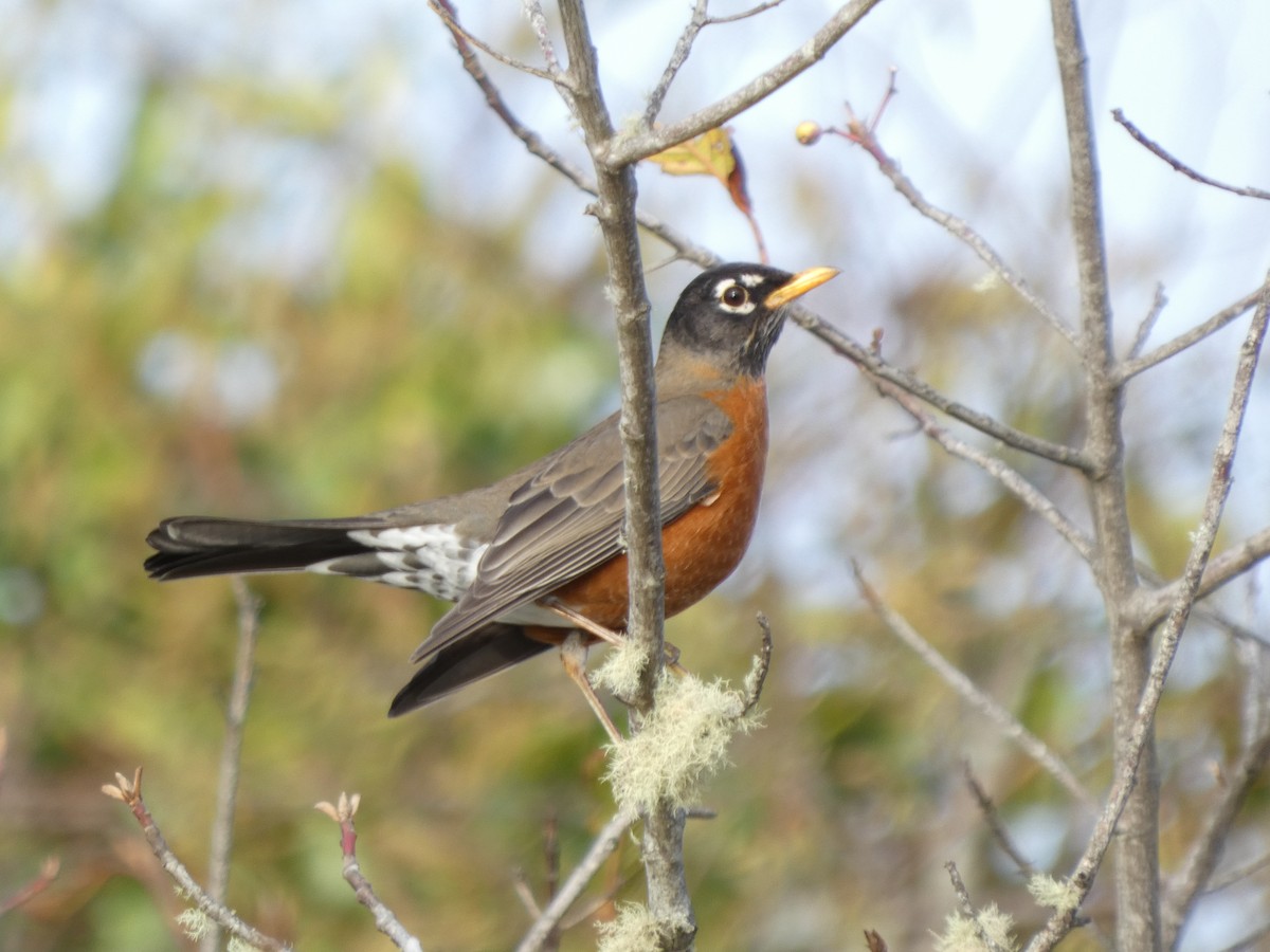 Wanderdrossel - ML646529639