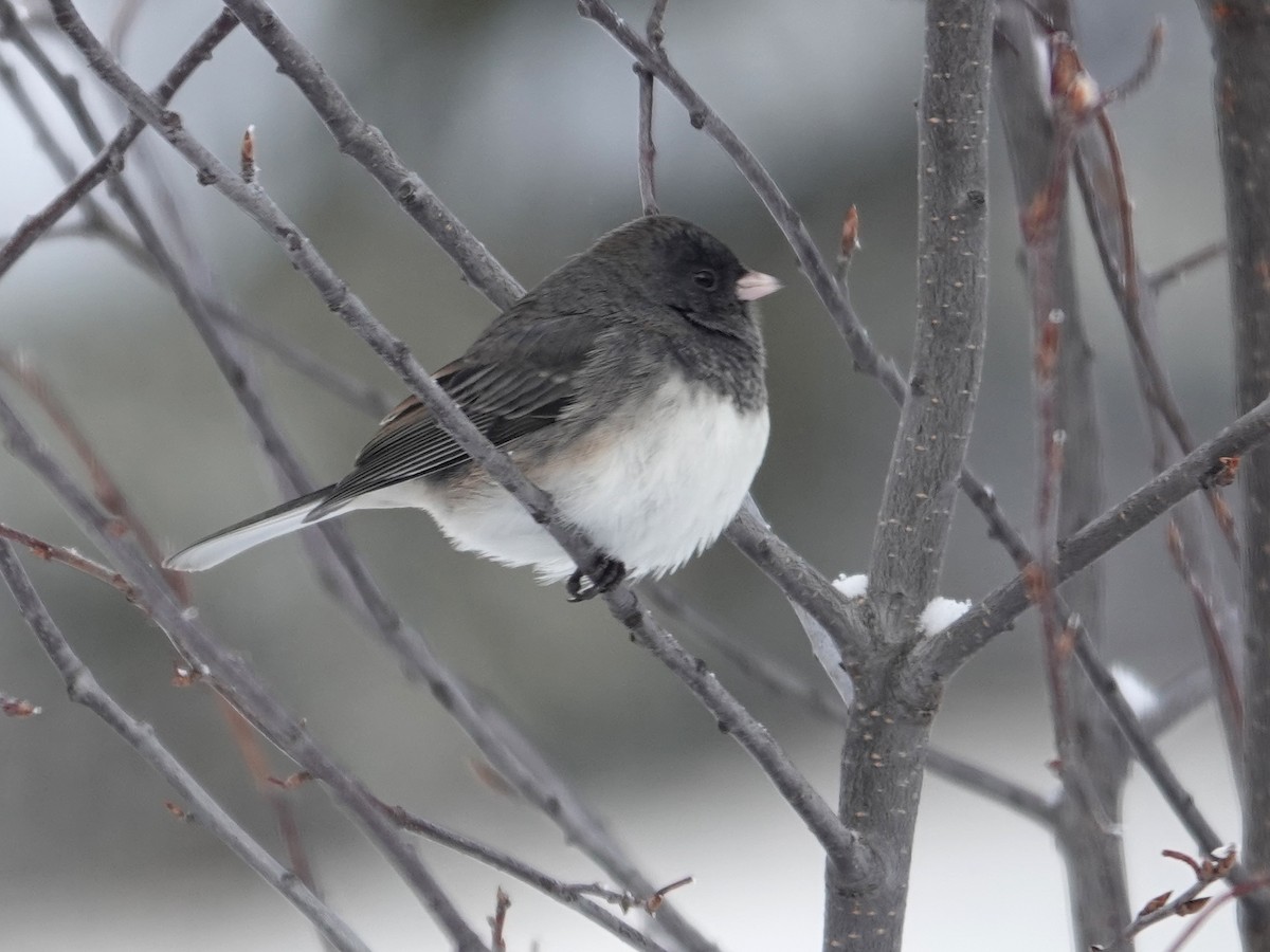 יונקו כהה-עין - ML646529653