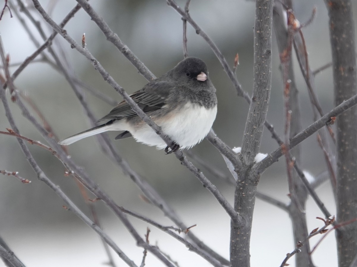 יונקו כהה-עין - ML646529654