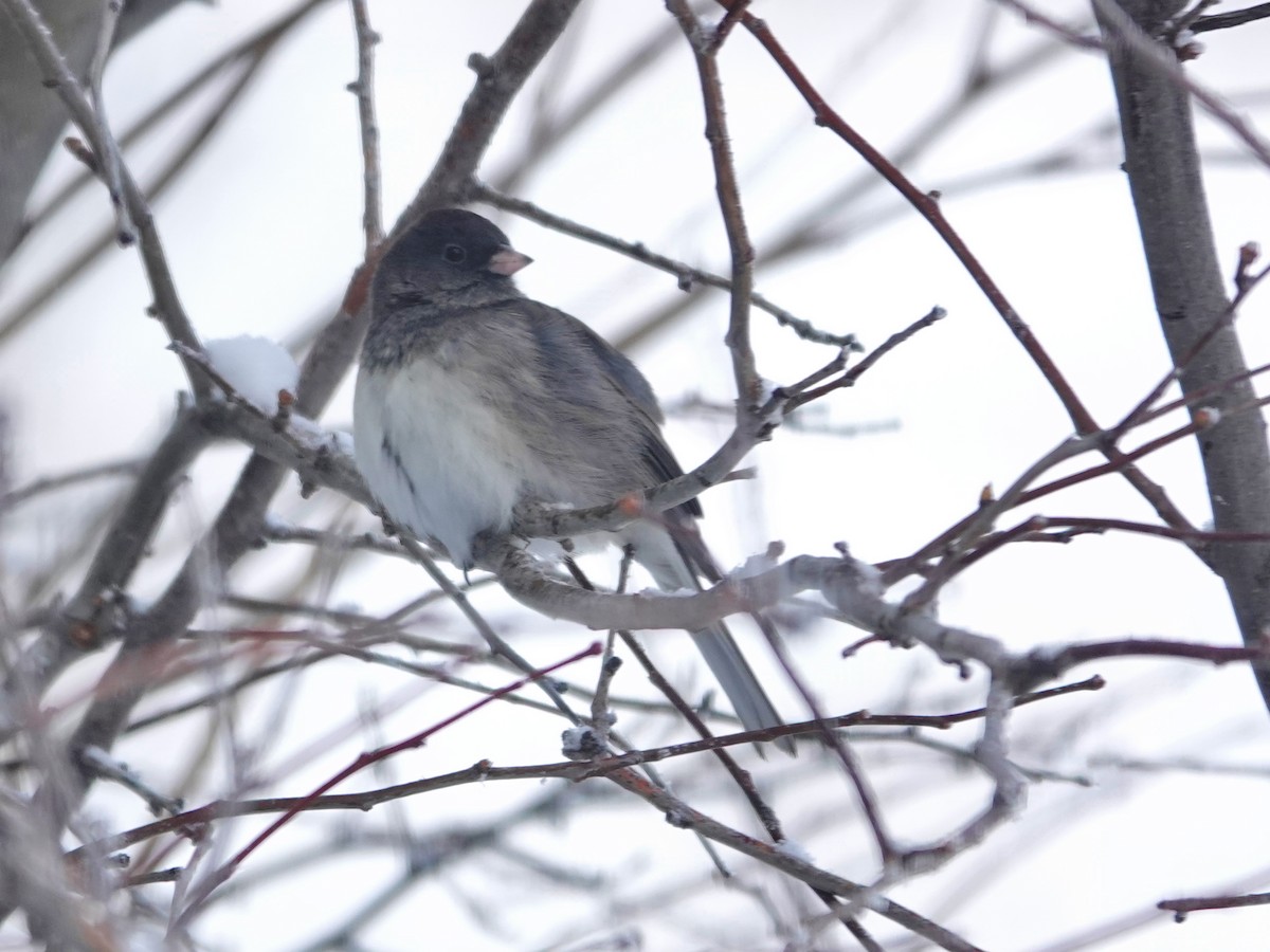 יונקו כהה-עין - ML646529655