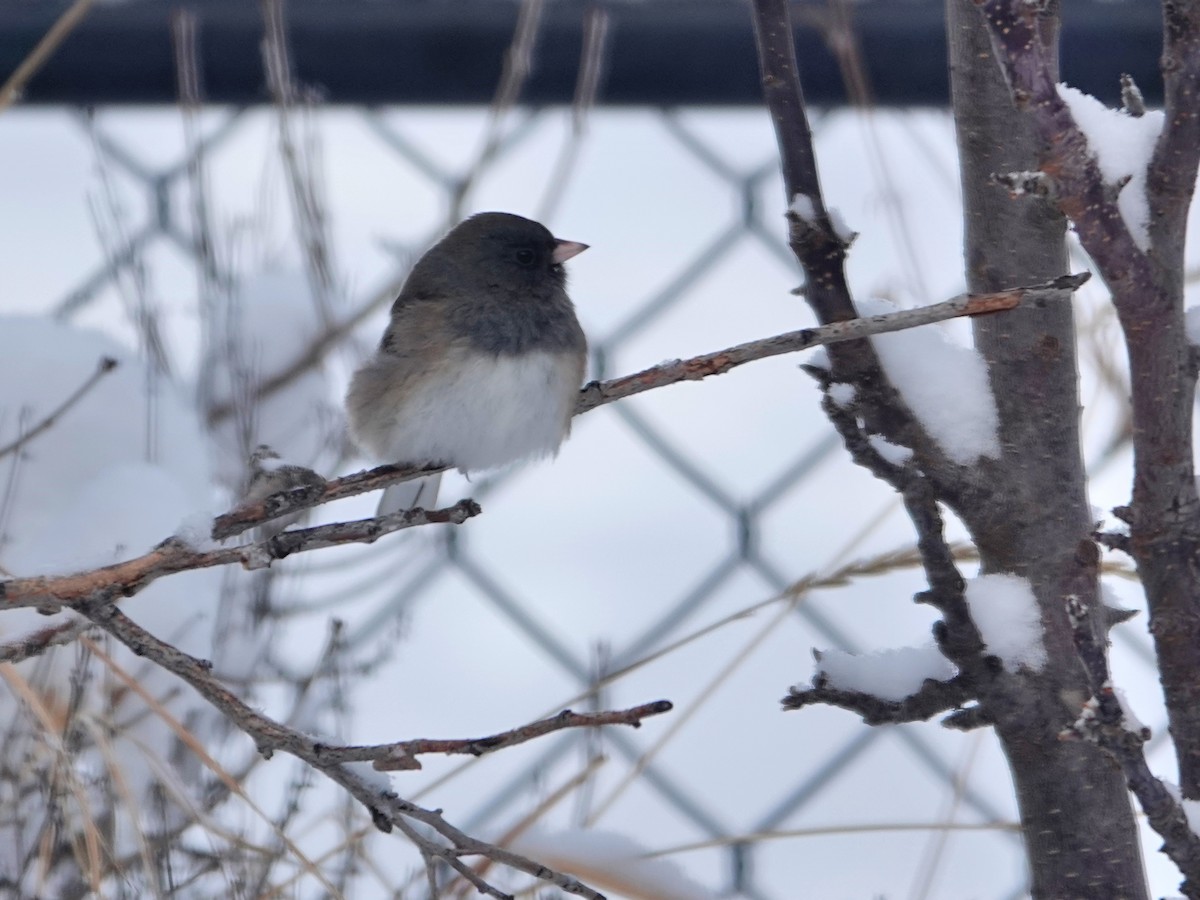 יונקו כהה-עין - ML646529656