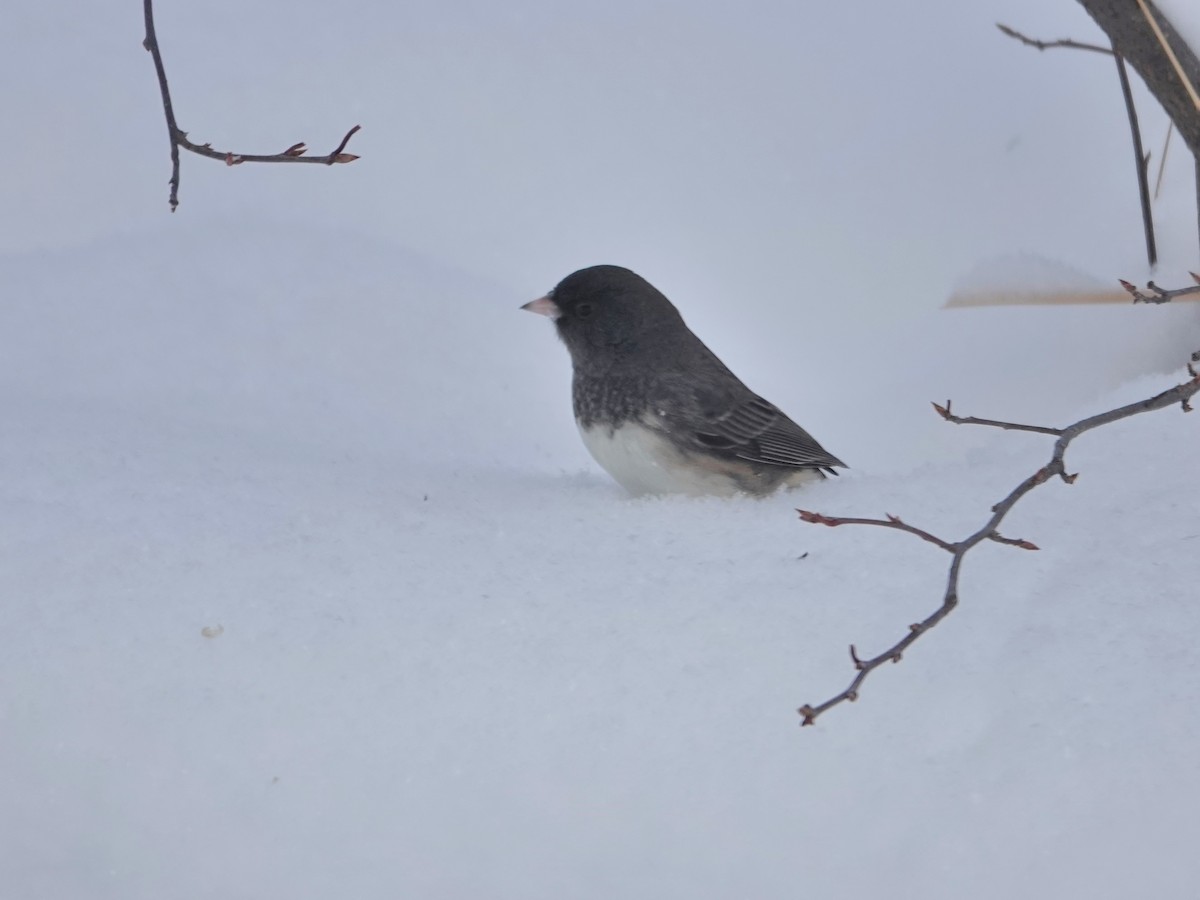 יונקו כהה-עין - ML646529657