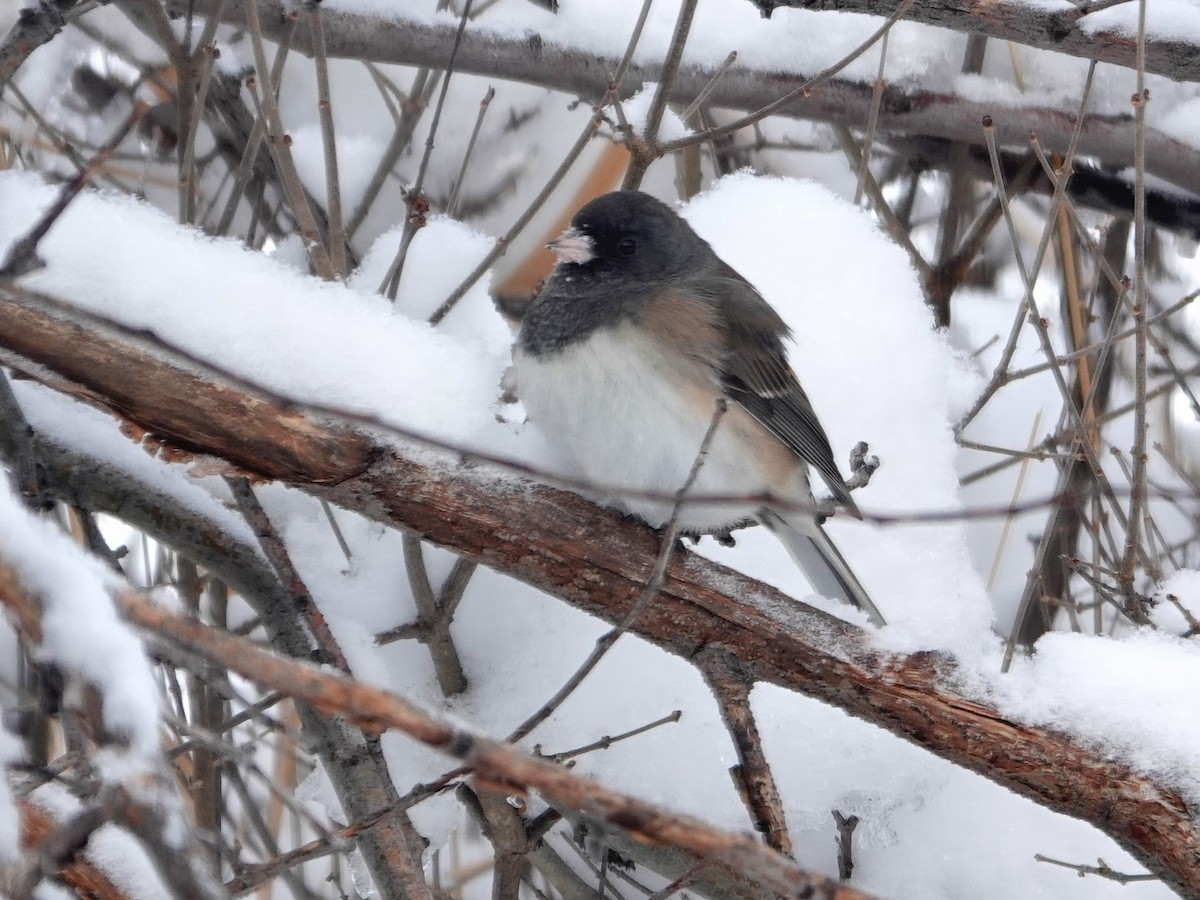 יונקו כהה-עין - ML646529658