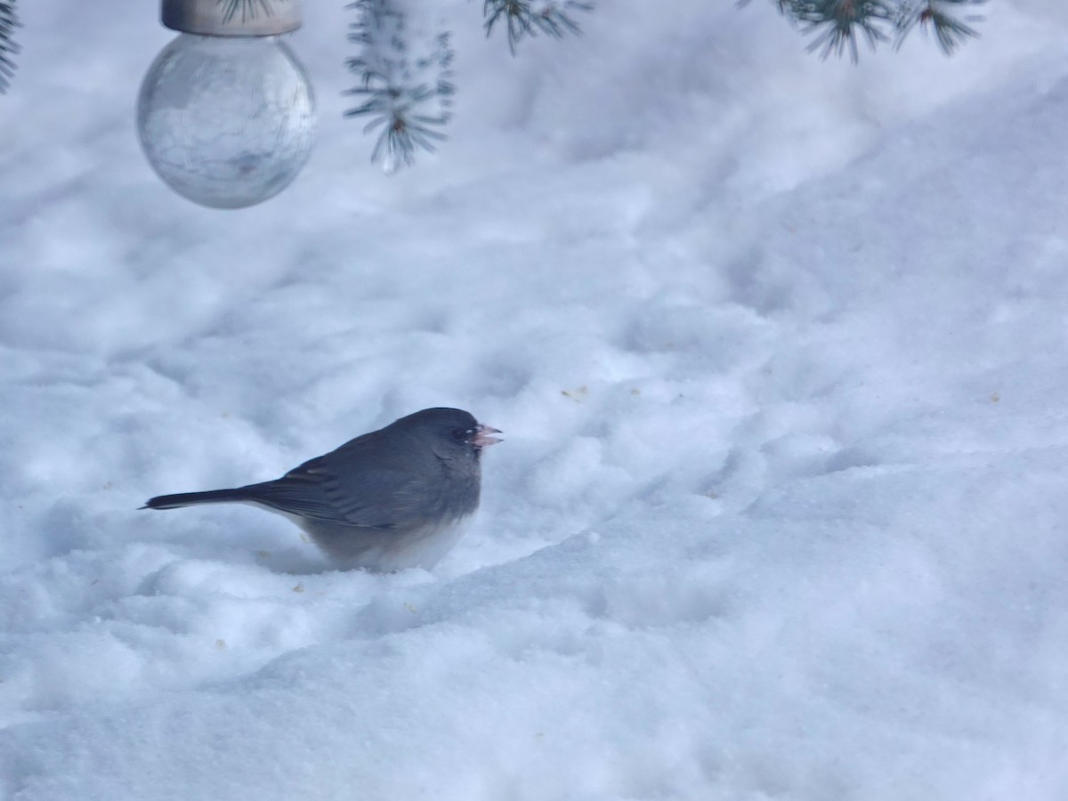 יונקו כהה-עין - ML646529659