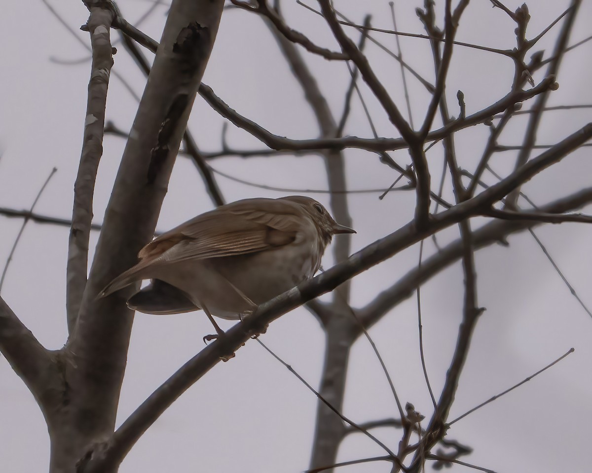 Einsiedler-Musendrossel - ML646529660