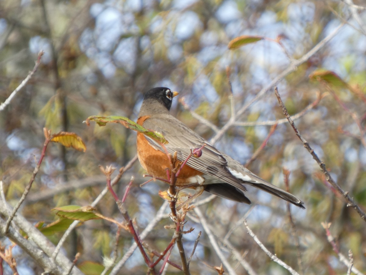 Wanderdrossel - ML646529661