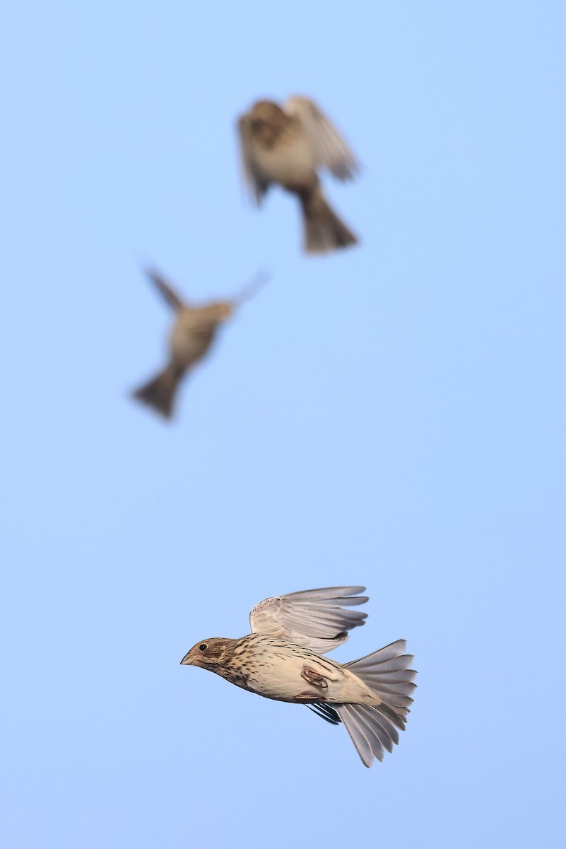 Просянка - ML646529662