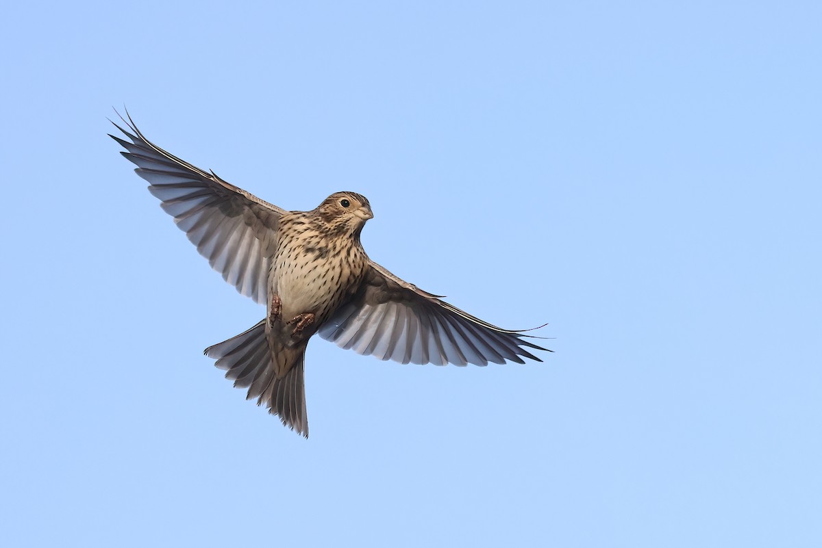 Просянка - ML646529663