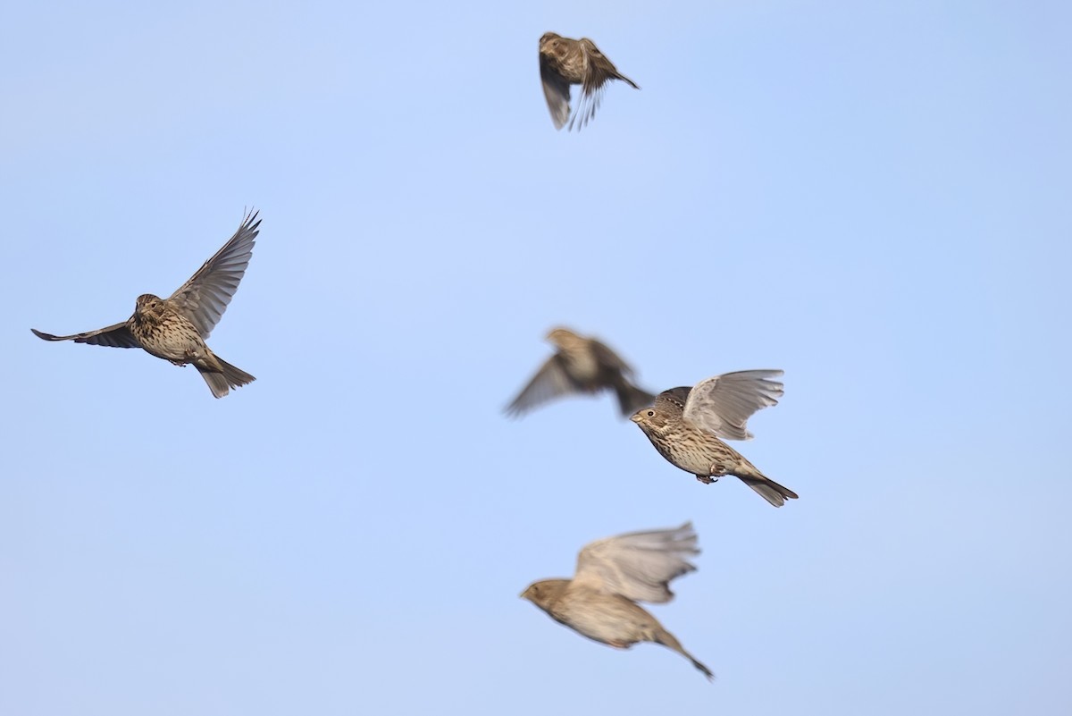 Просянка - ML646529664