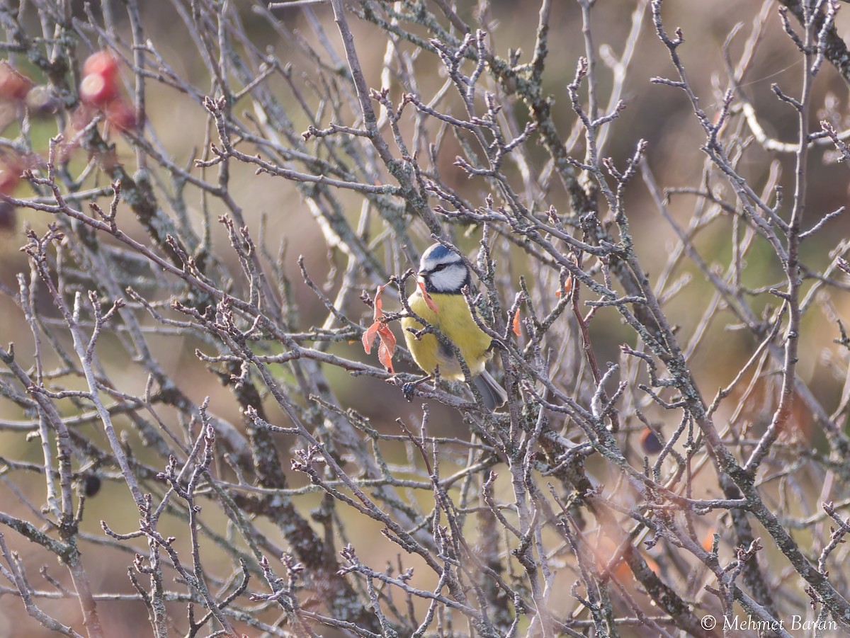 Лазоревка - ML646529669