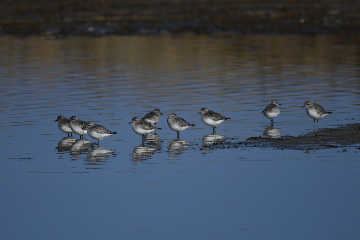 Pivieressa - ML646529670