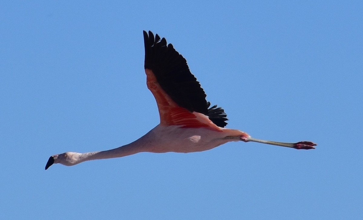 chileflamingo - ML646529671