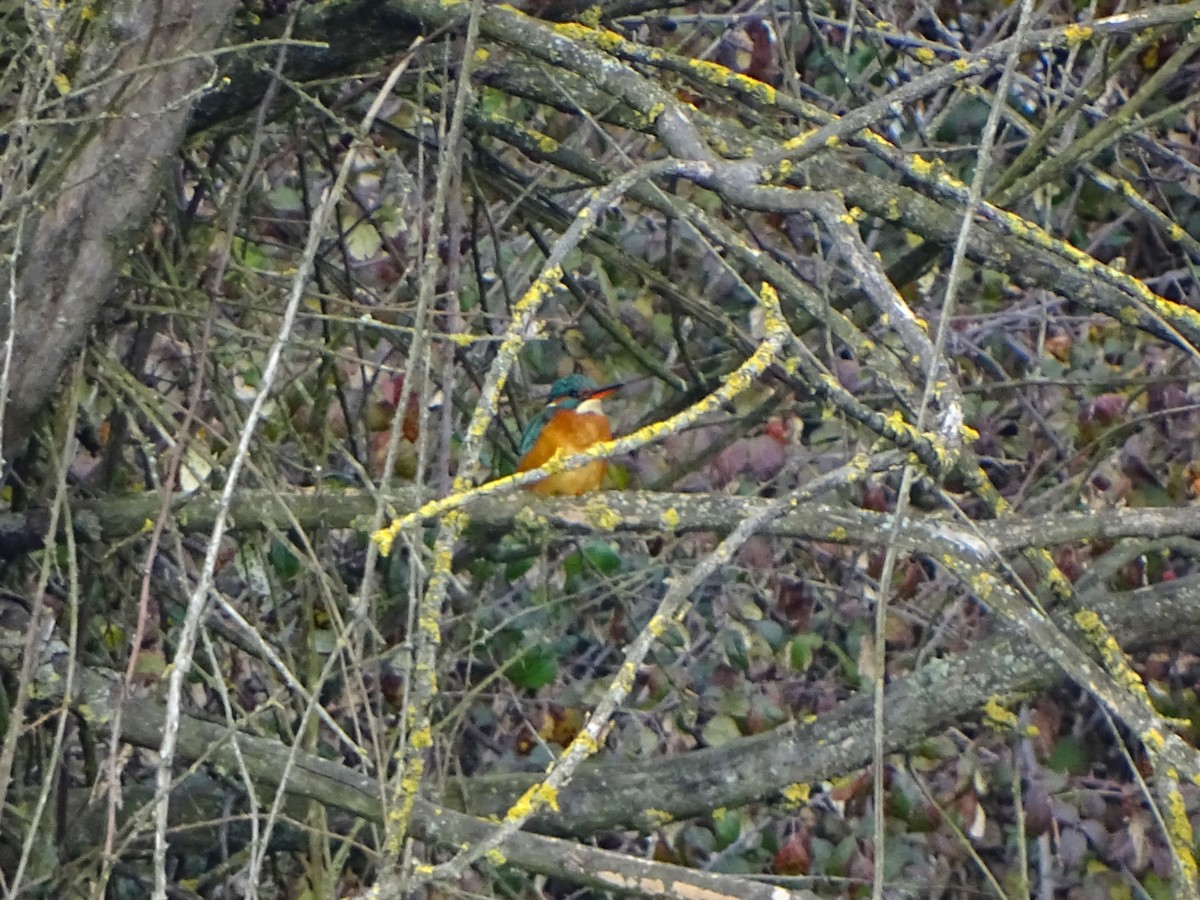 Common Kingfisher - ML646529673