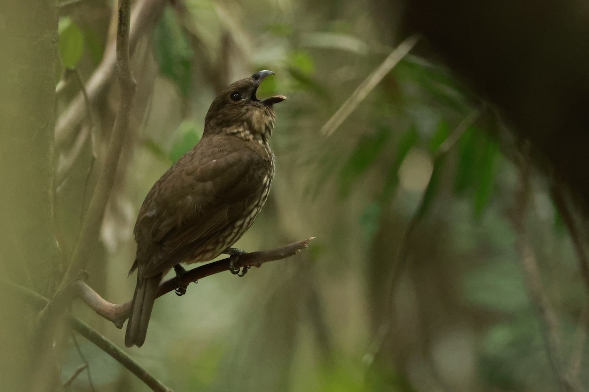 Zahnlaubenvogel - ML646529674