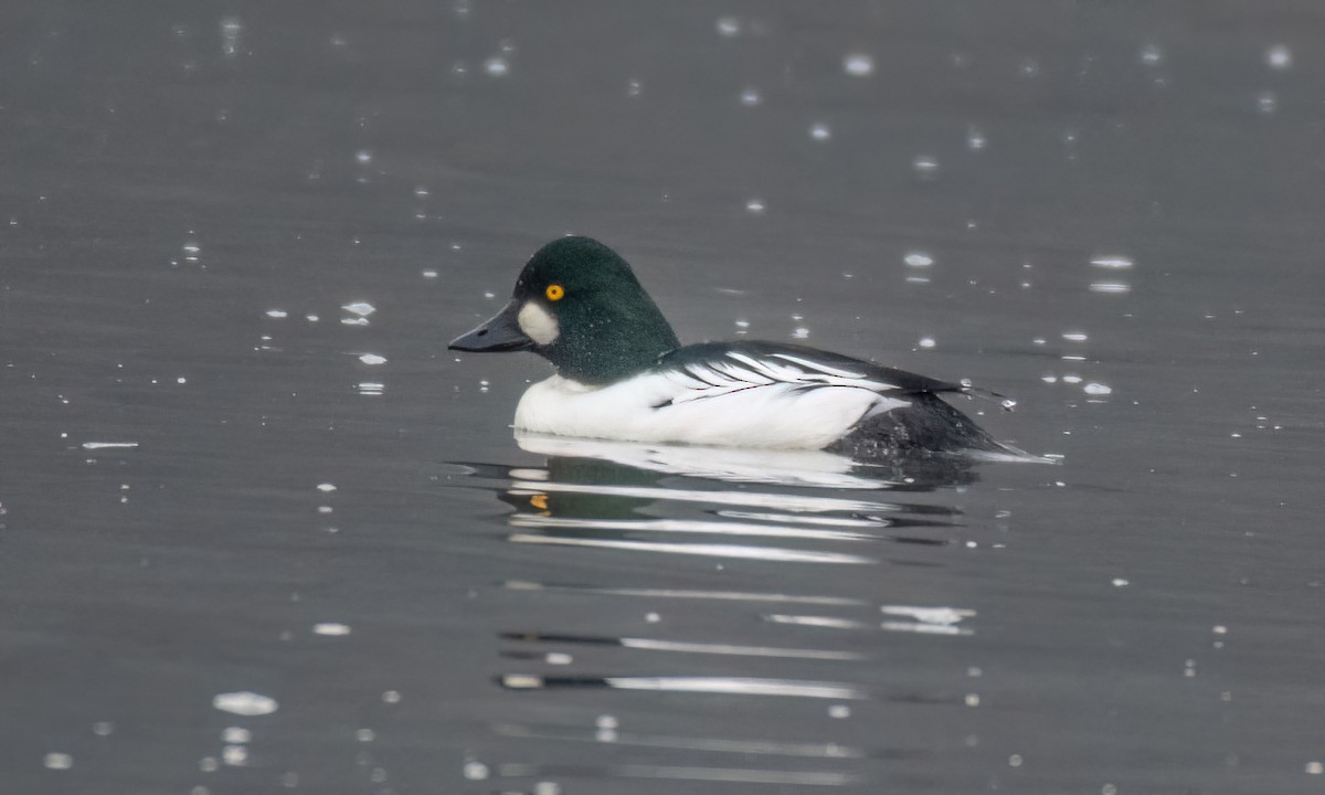 Common Goldeneye - ML646529675