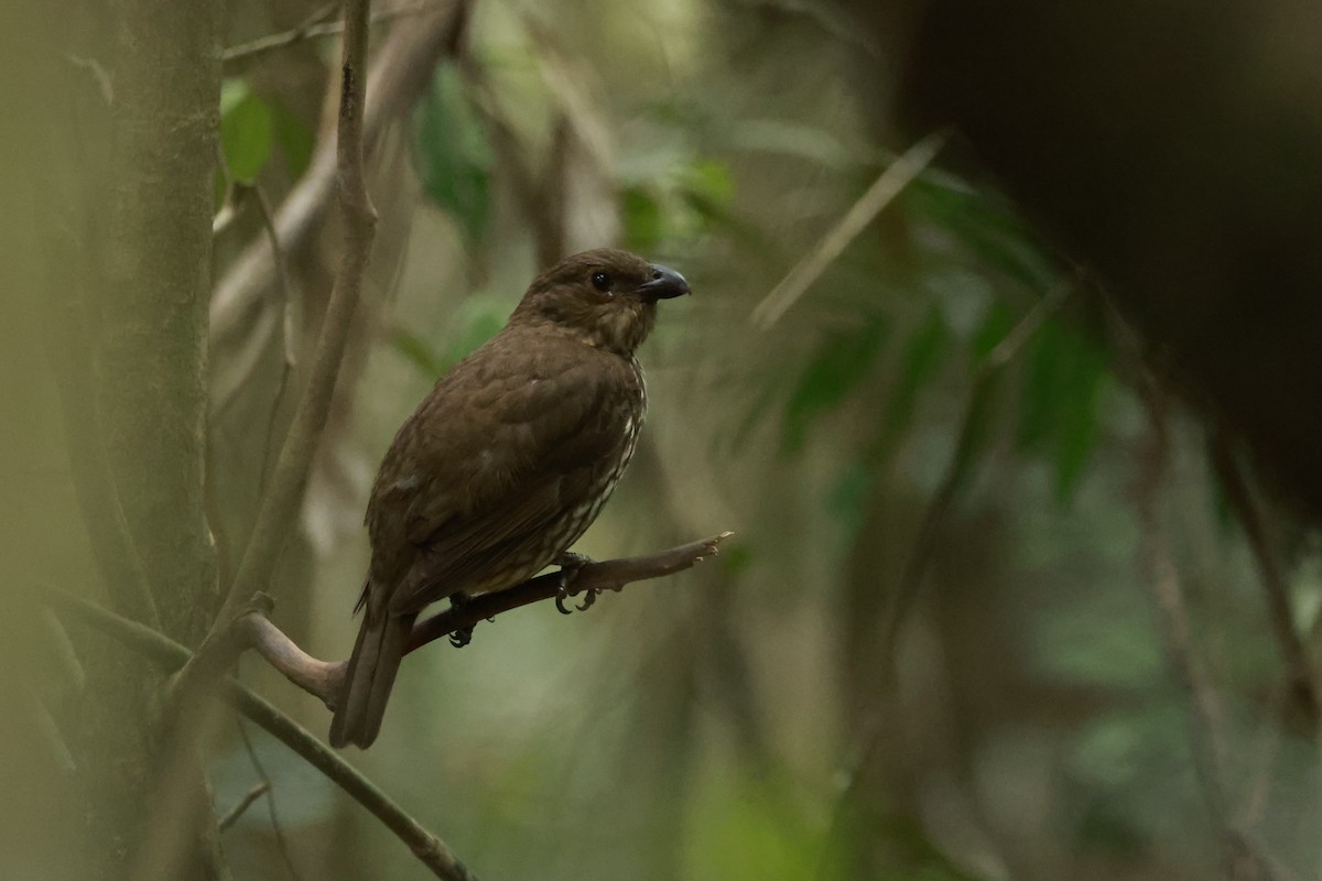 Zahnlaubenvogel - ML646529676