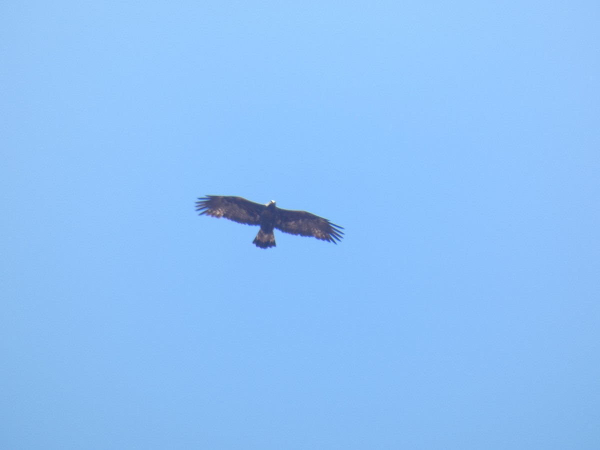 Golden Eagle - ML646529678