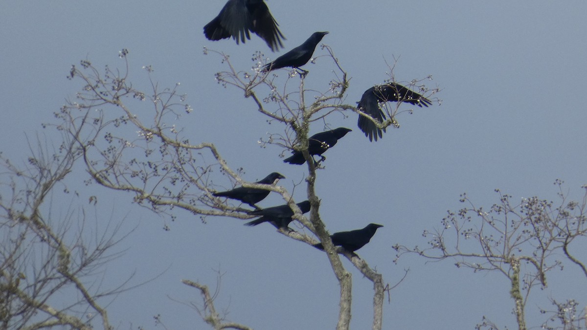 Fish Crow - ML646529682