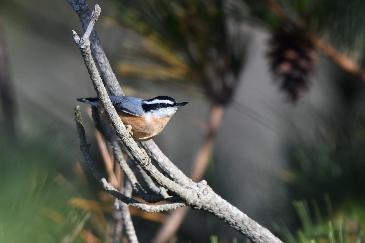 Red-breasted Nuthatch - ML646529683