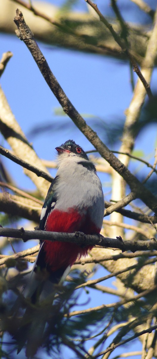 Cuban Trogon - ML646529684