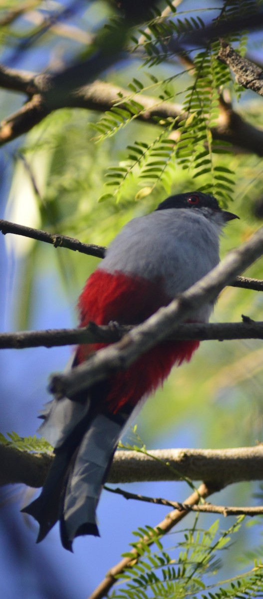 Cuban Trogon - ML646529685