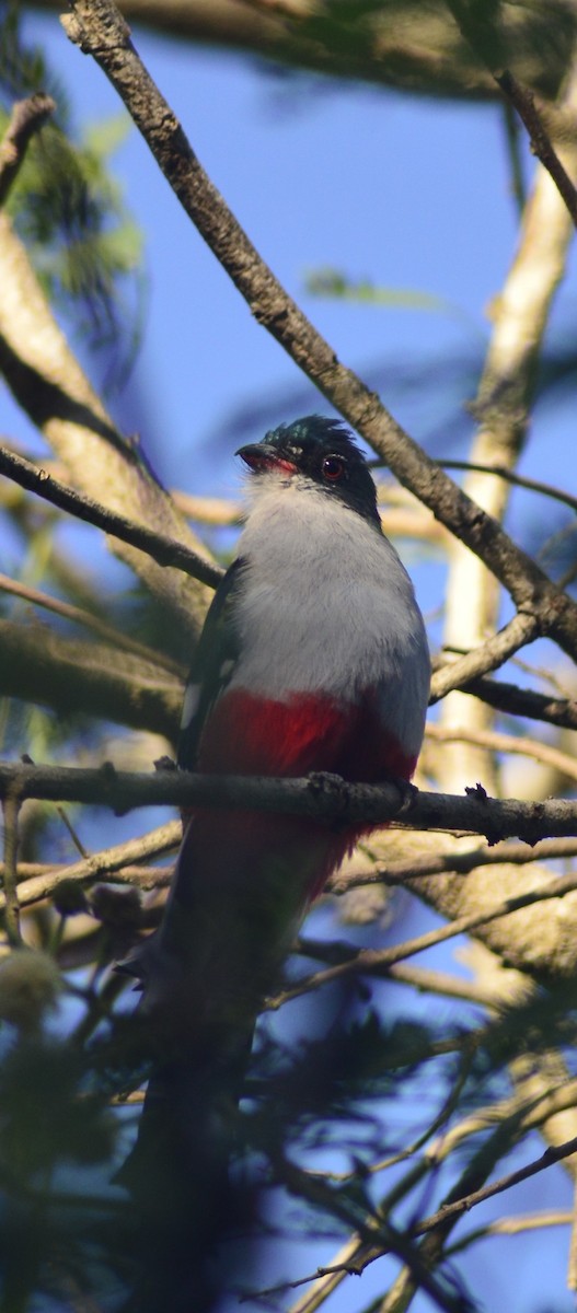 Cuban Trogon - ML646529686