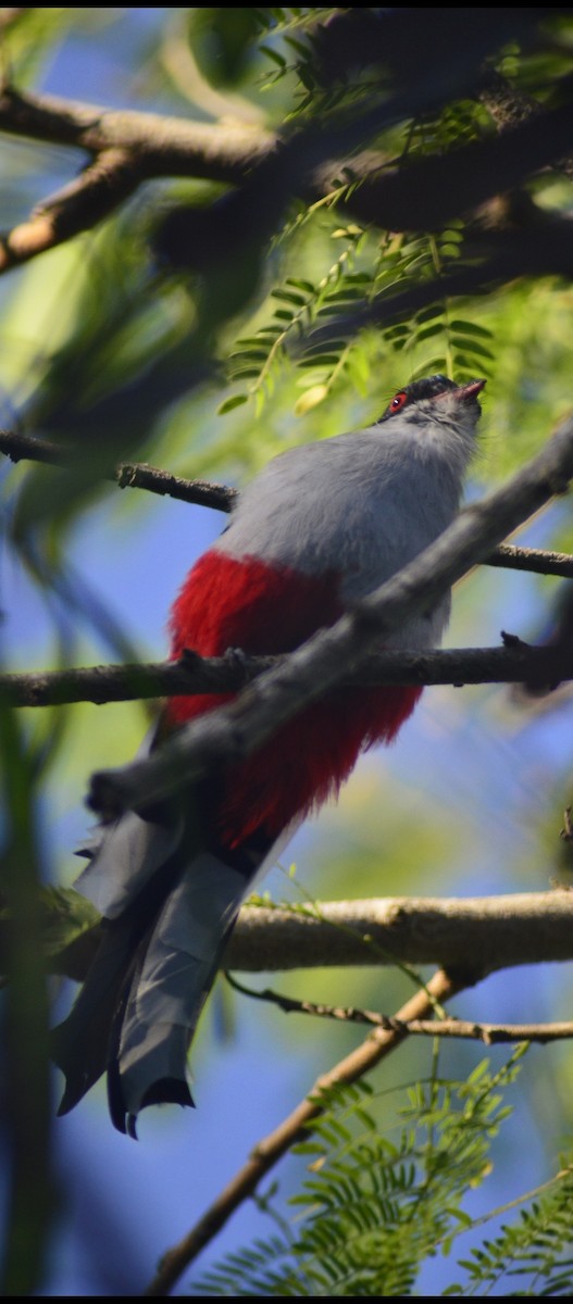 Cuban Trogon - ML646529687