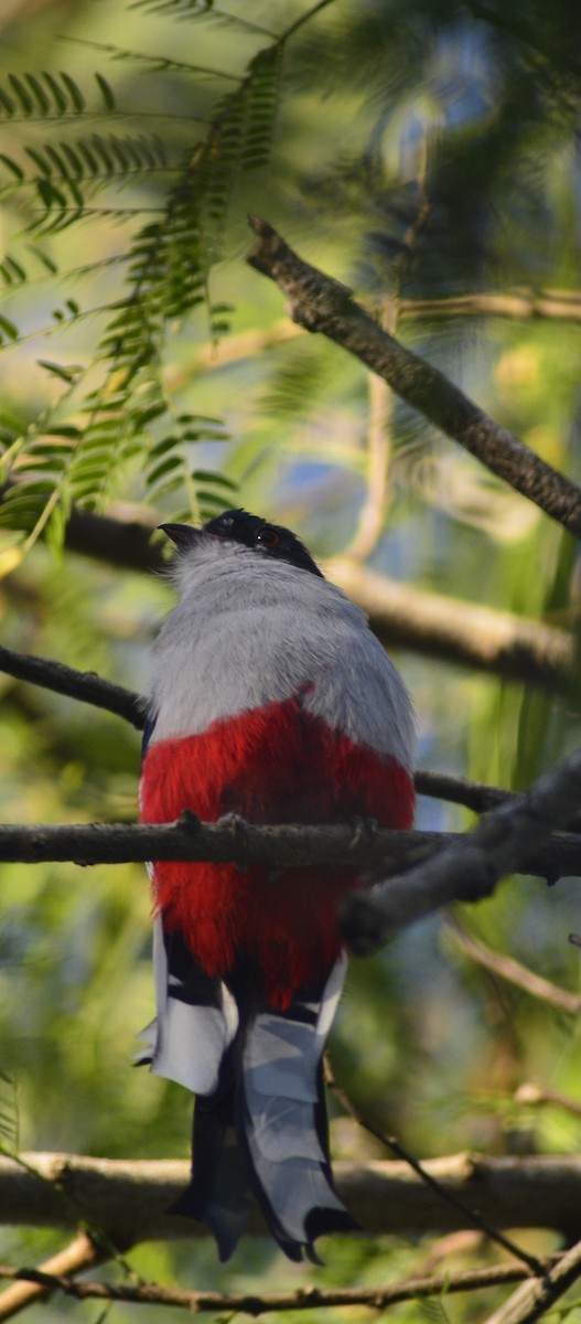 Cuban Trogon - ML646529688