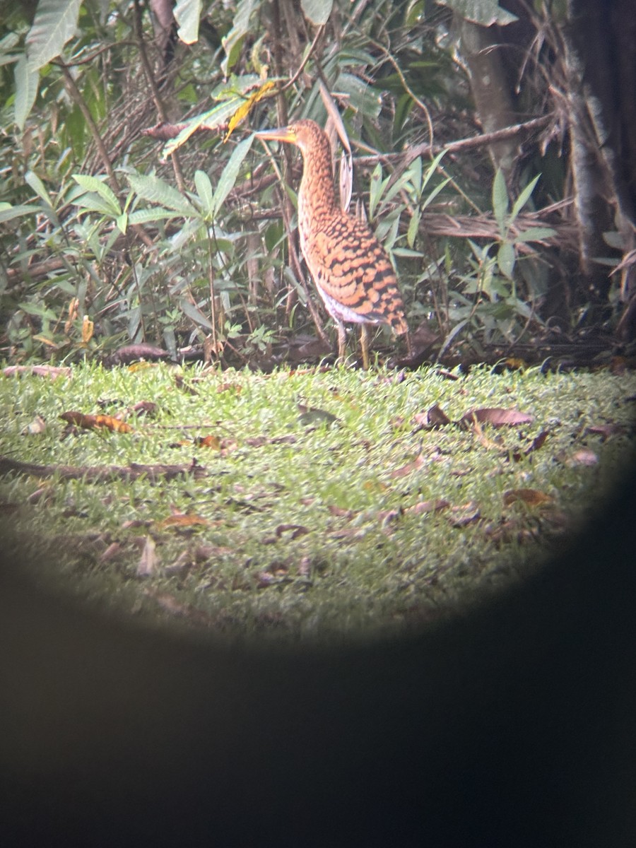 Rufescent Tiger-Heron - ML646529692