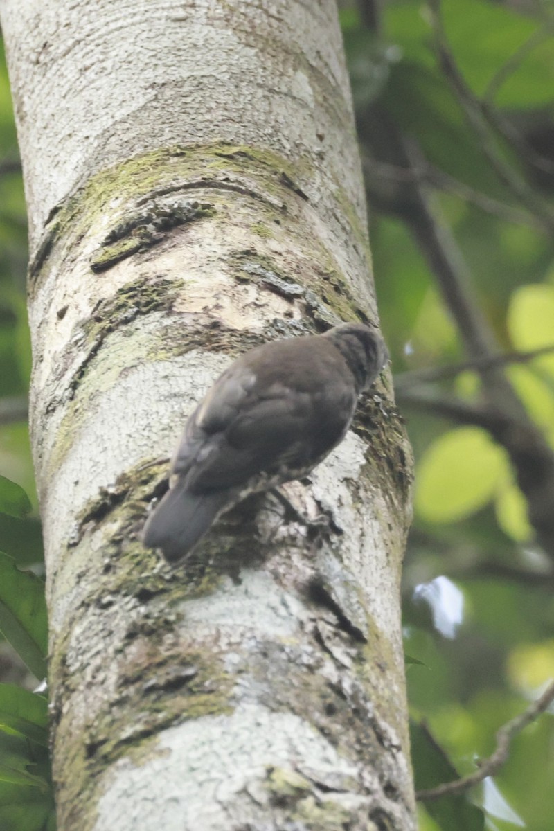 Weißkehl-Baumrutscher - ML646529694