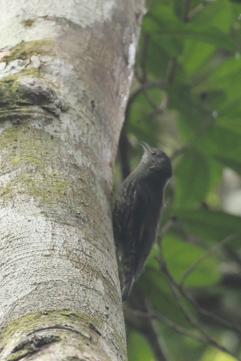 Weißkehl-Baumrutscher - ML646529695