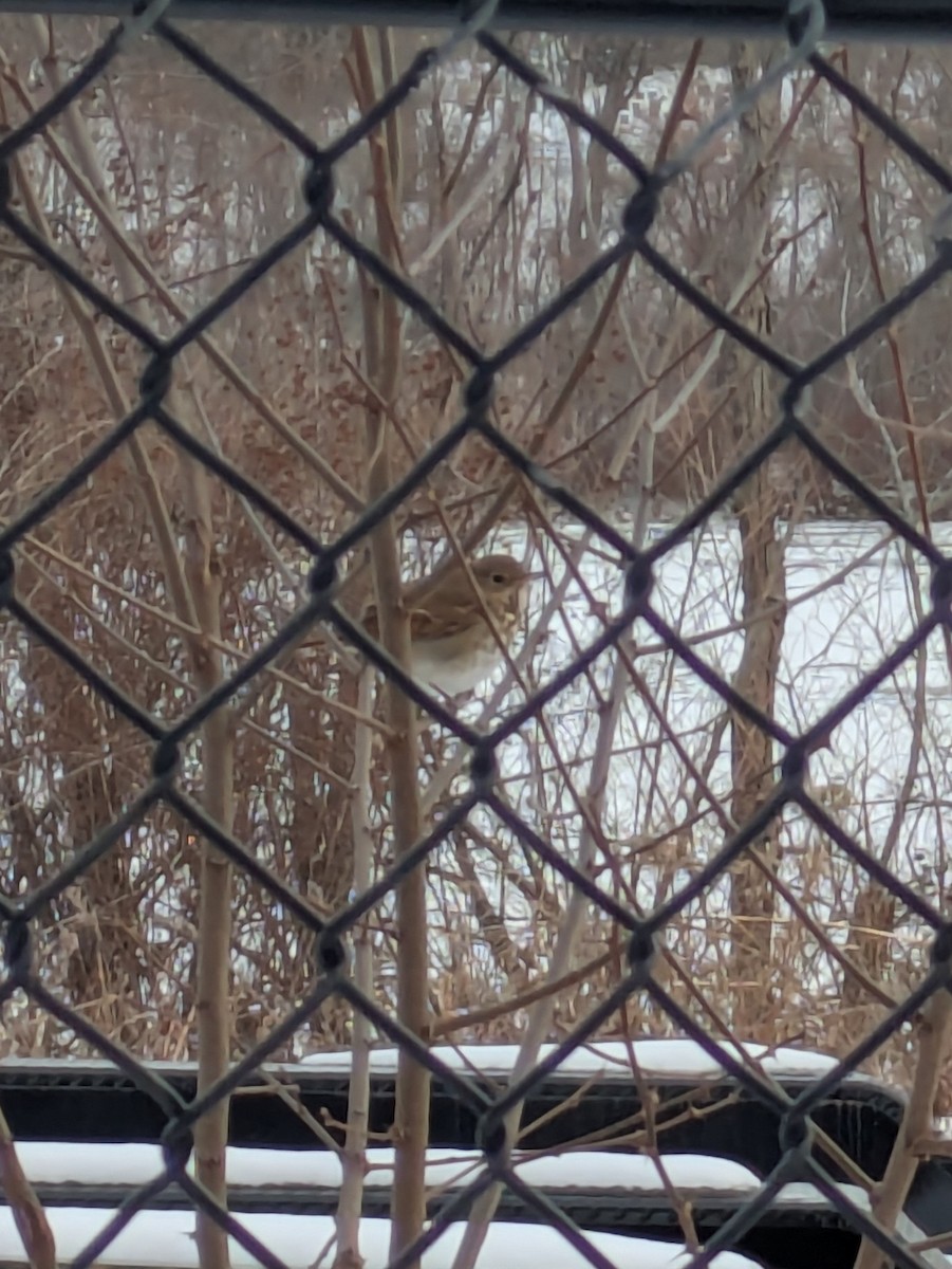 Tordo di Pallas - ML646529696