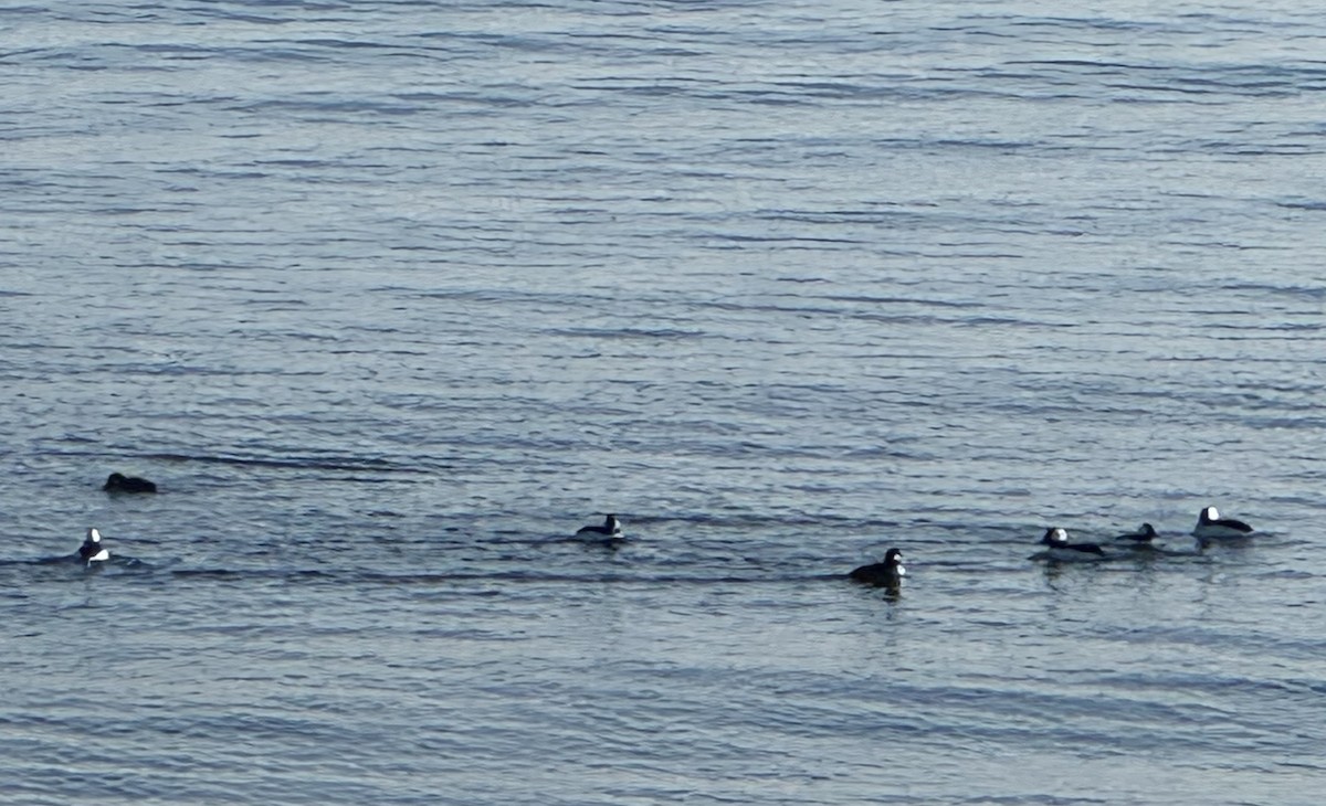 Bufflehead - ML646529697