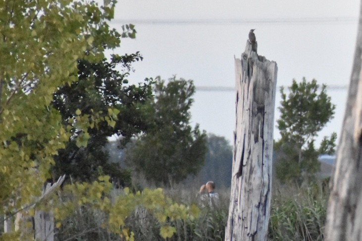 נקר ירוק - ML646529698