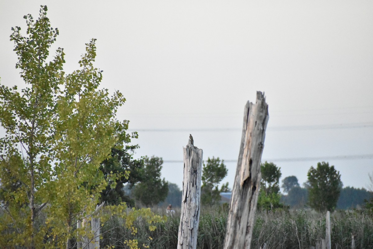 נקר ירוק - ML646529699