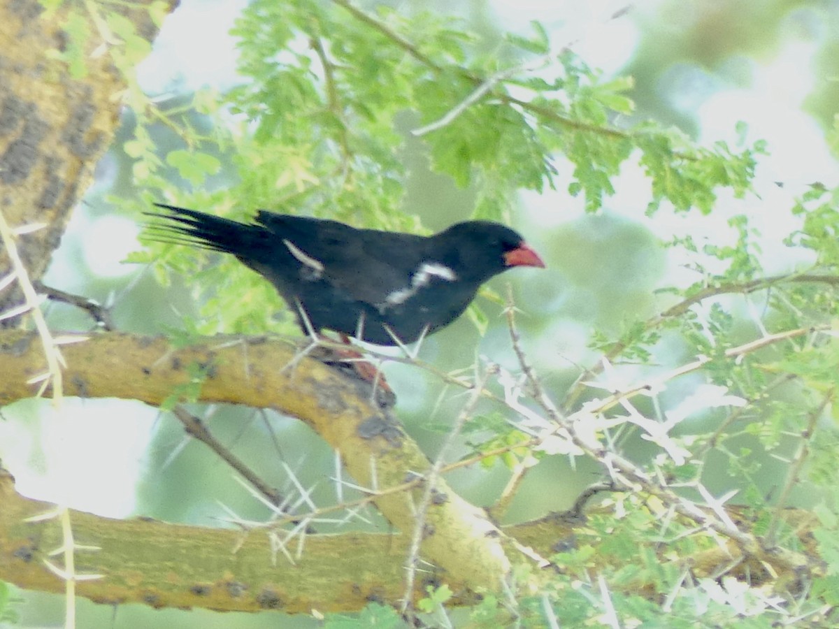 Büffelweber - ML646529703