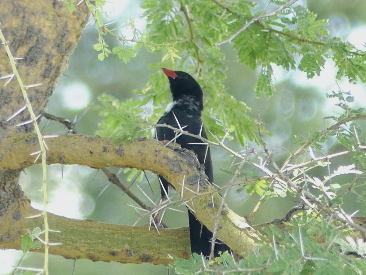 Büffelweber - ML646529704