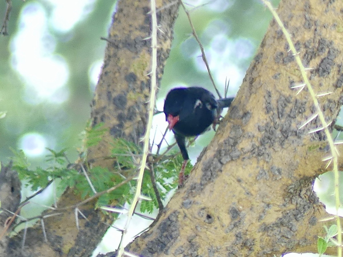 Büffelweber - ML646529705