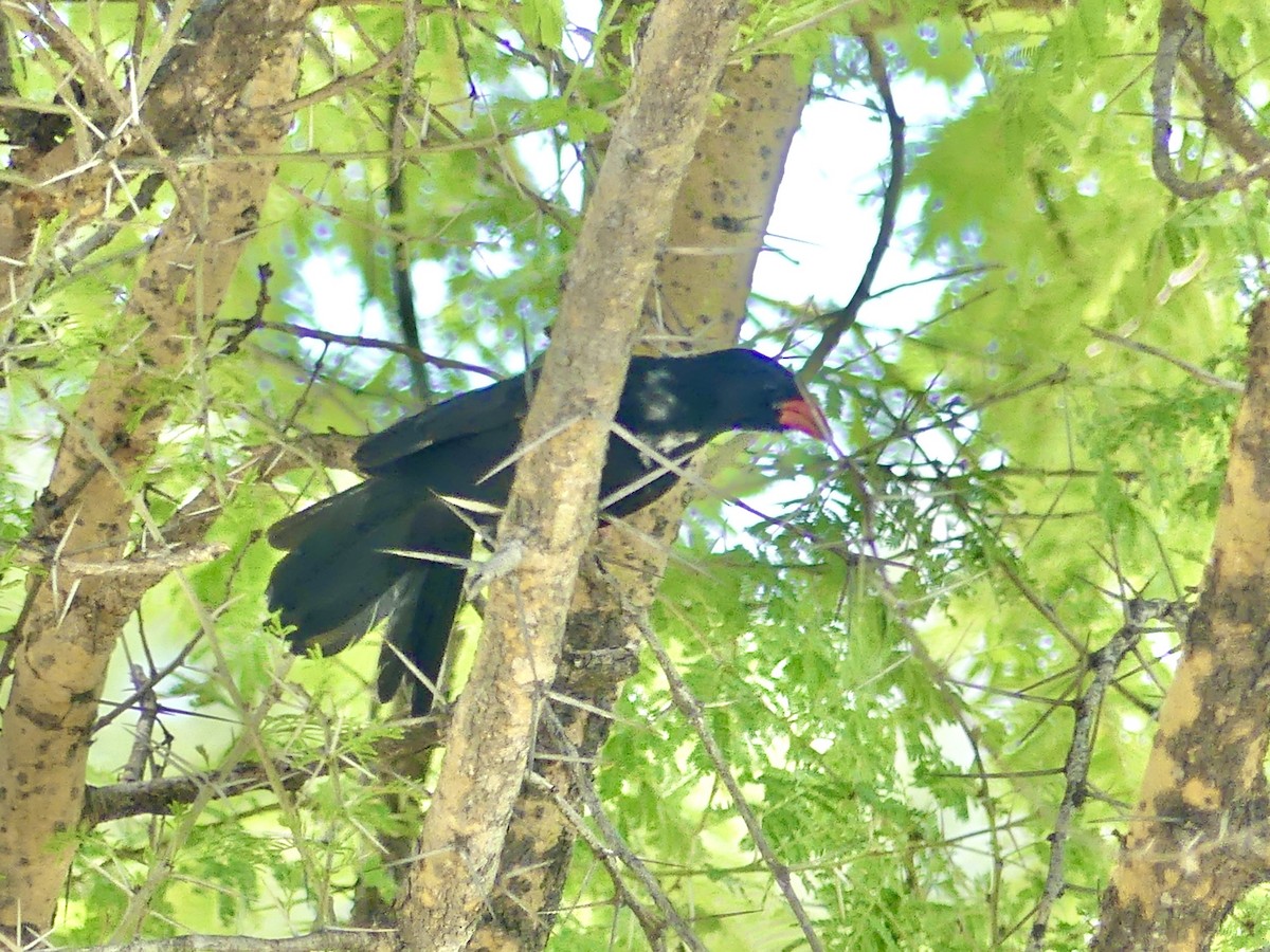 Büffelweber - ML646529706