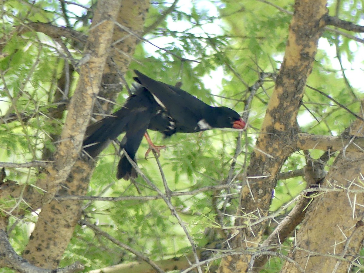 Büffelweber - ML646529707