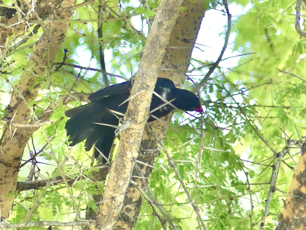 Büffelweber - ML646529708