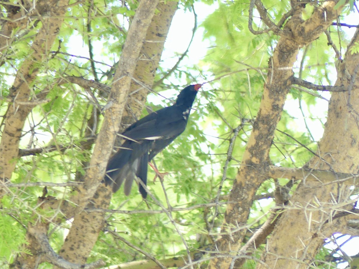 Büffelweber - ML646529709