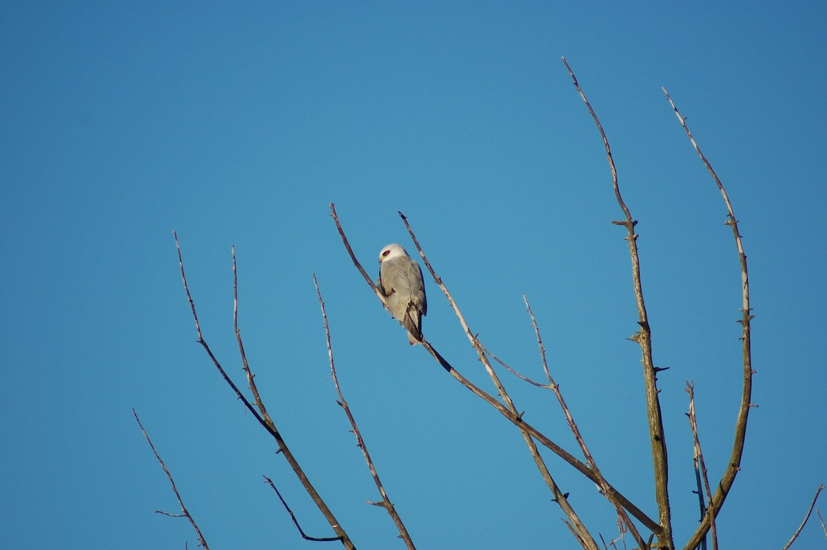 White-tailed Kite - ML646529710