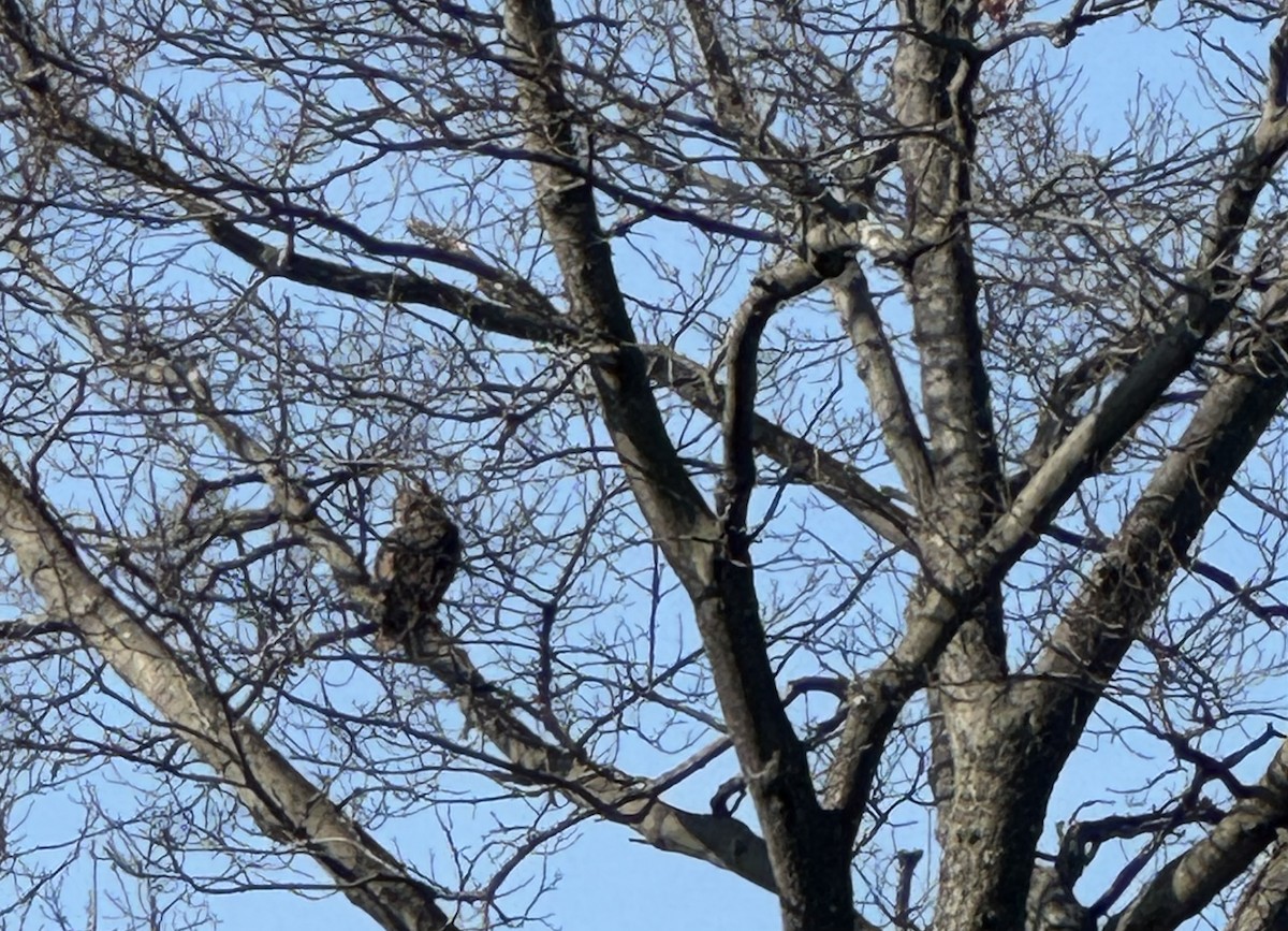 Great Horned Owl - ML646529711